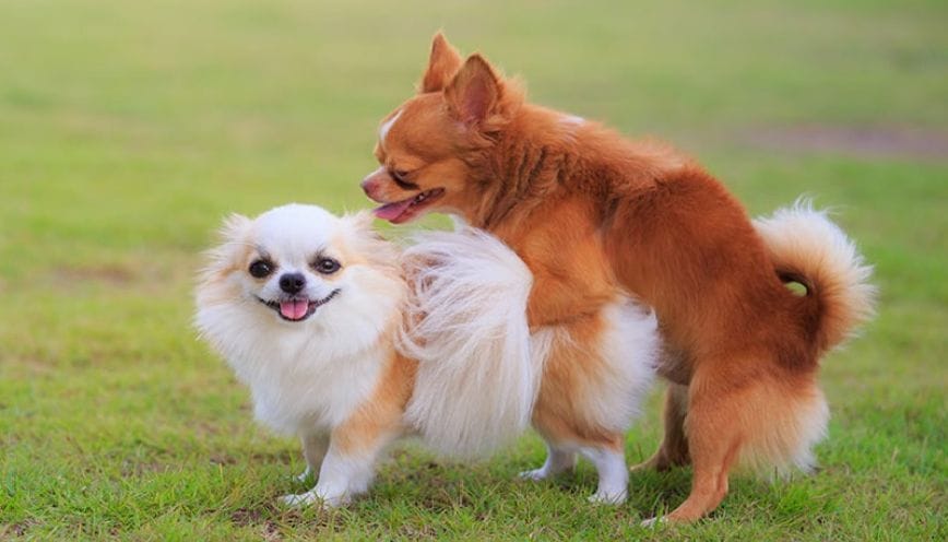 Tùy theo tình huống và ngữ cảnh khi nhìn thấy mà điềm báo sẽ khác nhau