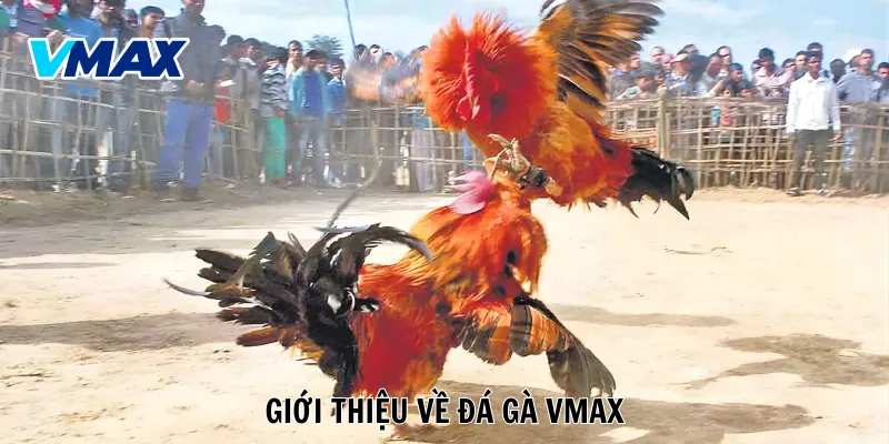 Khái quát nhanh thông tin về đá gà VMAX