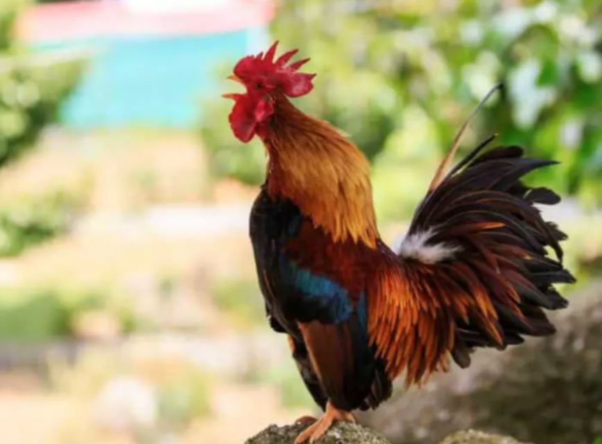 Chi tiết ý nghĩa gà trống gáy ban ngày theo từng khung giờ