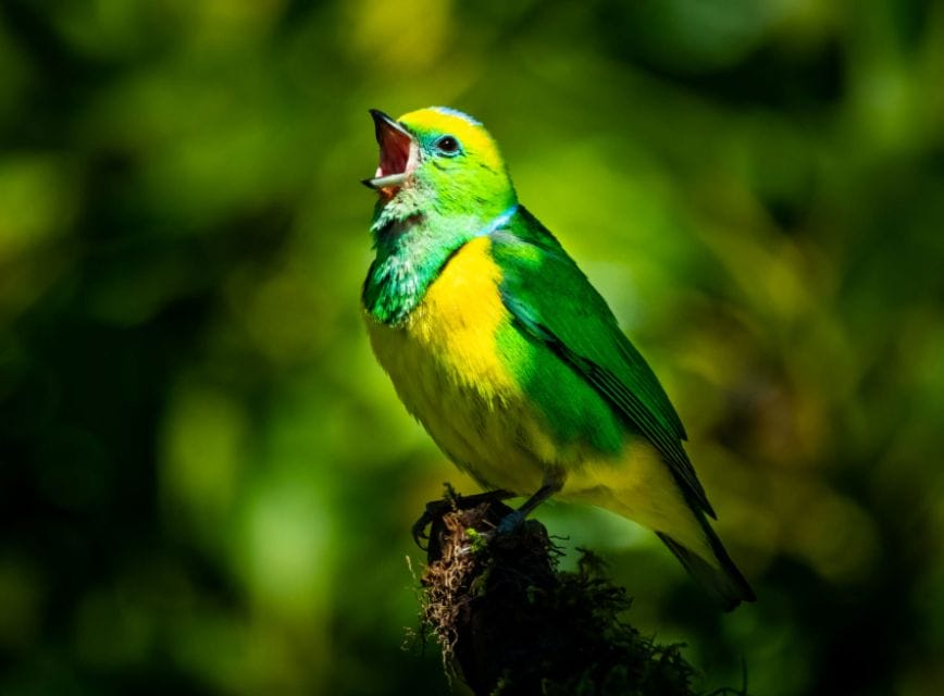 Chim hót trước nhà và con số tài lộc, may mắn