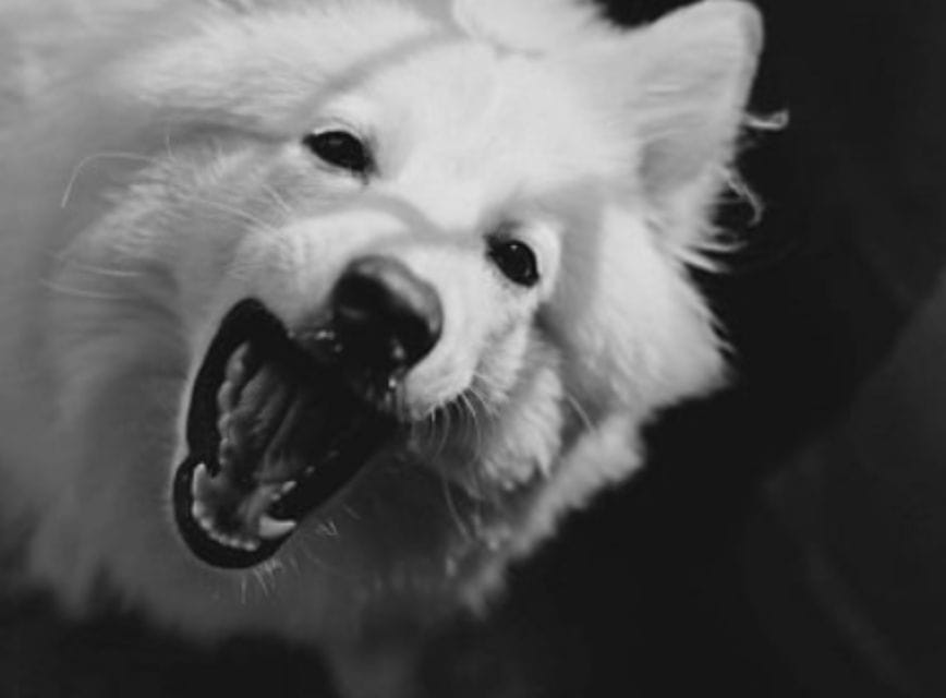 Chó sủa vào ban đêm mang điềm báo gì dưới góc nhìn khoa học?
