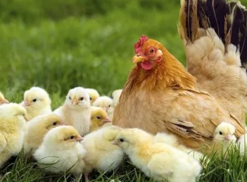 Điềm báo gà đến nhà là gì chi tiết