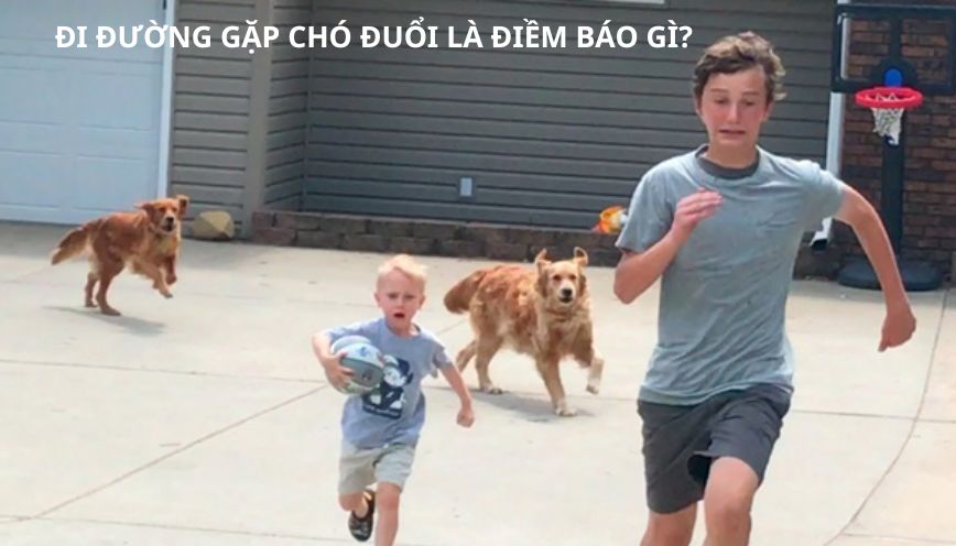 Giải mã bí ẩn đi đường gặp chó đuổi la điềm gì?