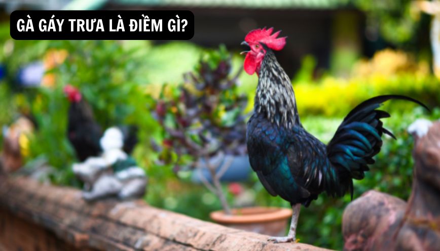 Giải mã bí ẩn tâm linh gà gáy trưa là điềm gì