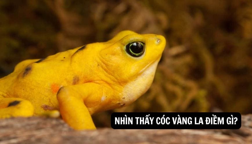 Giải mã bí ẩn tâm linh nhìn thấy cóc vàng la điềm gì?