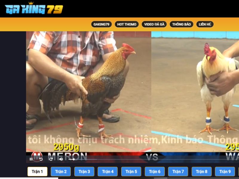 Hệ thống kênh phát đá gà Thomo được ưa chuộng nhất
