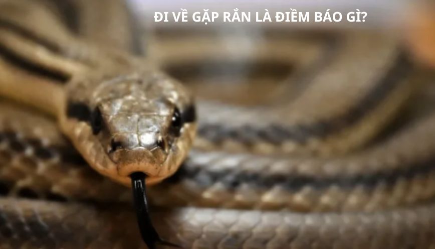 Khám phá bí ẩn hiện tượng đi về gặp rắn là điềm gì?