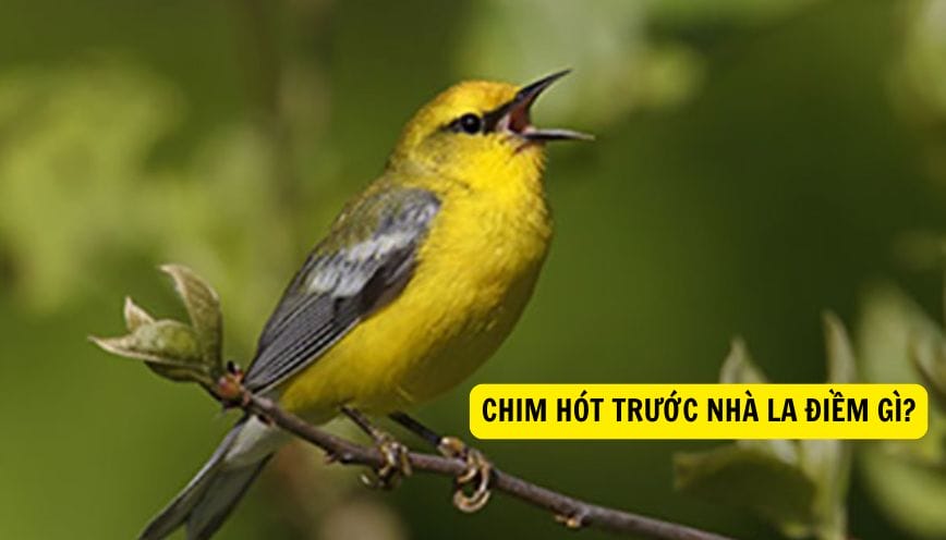Khám phá hiện tượng chim hót trước nhà la điềm gì?