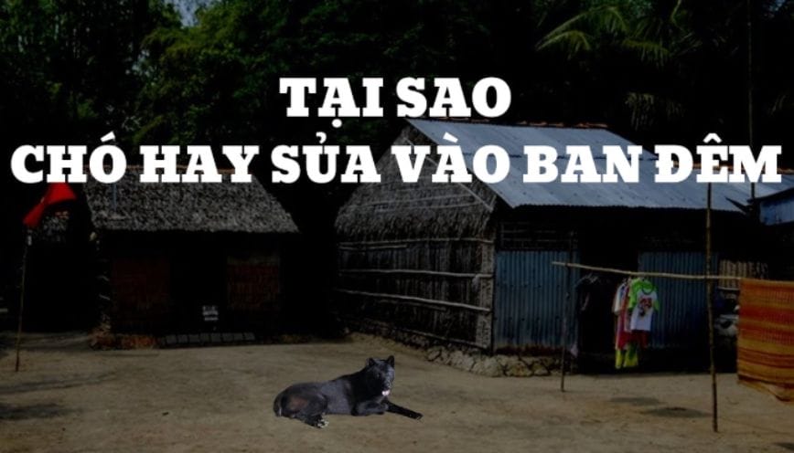 Khám phá ngay ý nghĩa tâm linh chó sủa ban đêm la điềm gì?