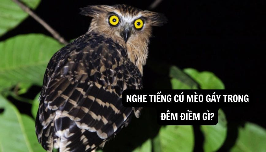 Khám phá ngay ý nghĩa việc nghe tiếng cú mèo kêu trong đêm điềm gì?