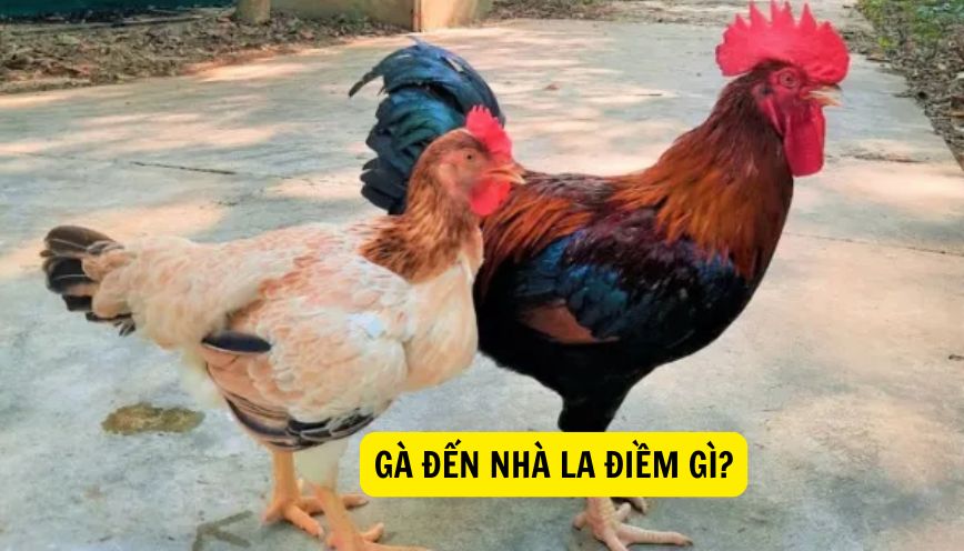Khám phá ý nghĩa gà đến nhà la điềm gì theo phong thủy và khoa học
