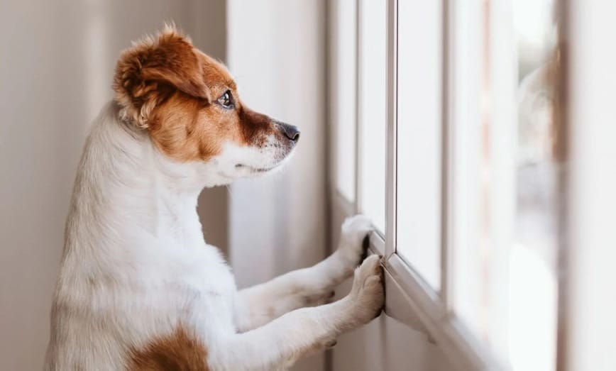 Theo quan niệm dân gian, chó là loài động vật giữ cửa và bảo vệ cho căn nhà