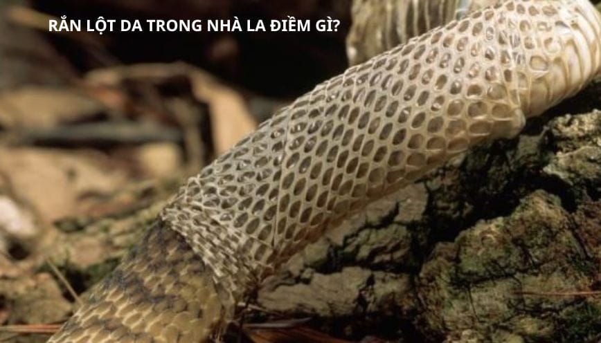 Bí ẩn rắn lột da trong nhà la điềm gì - Dấu hiệu của sự tốt lành