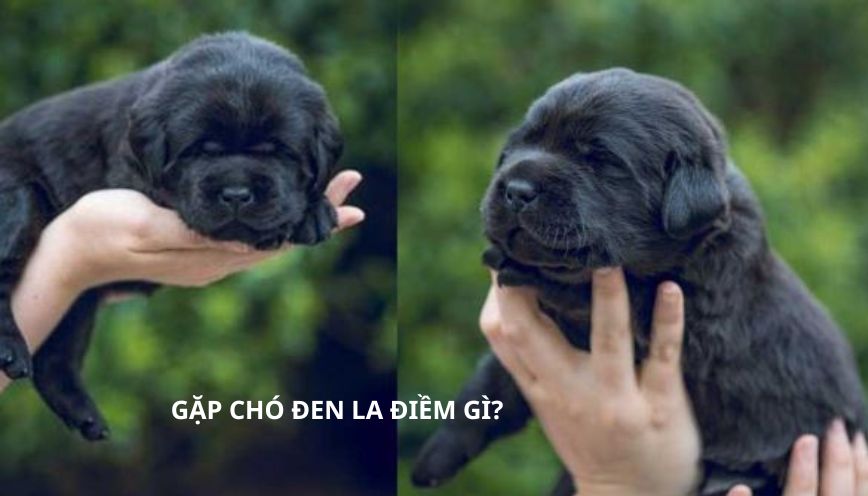 Bí ẩn tâm linh gặp chó đen la điềm gì?