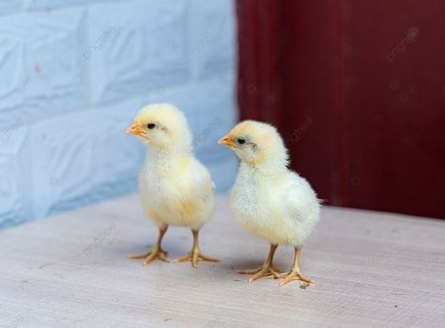 Chi tiết ý nghĩa điềm báo gà con vào nhà là gì