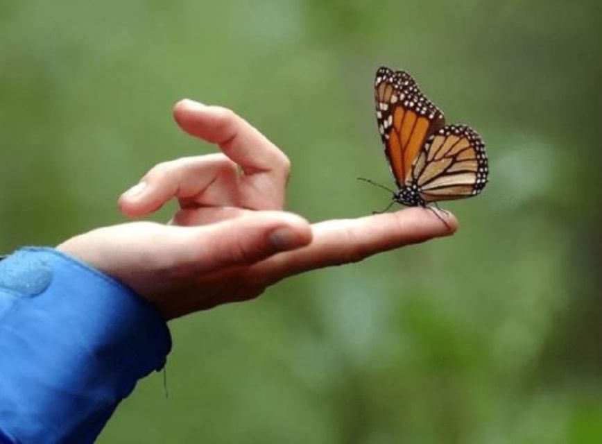 Giải đáp bướm đậu vào tay có phải là điềm báo xấu