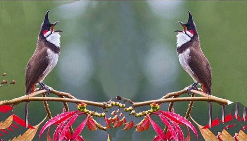 Giải mã tâm linh chim hót trước nhà la điềm gì?