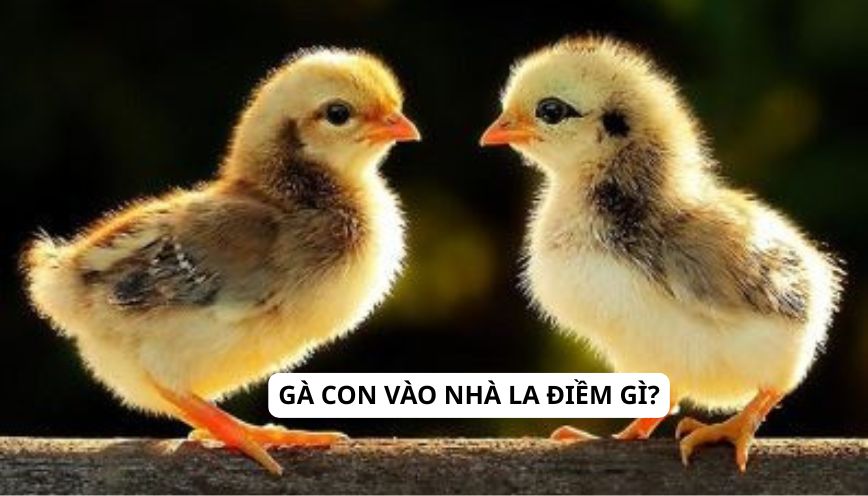 Giải mã ý nghĩa hiện tượng gà con vào nhà la điềm gì?