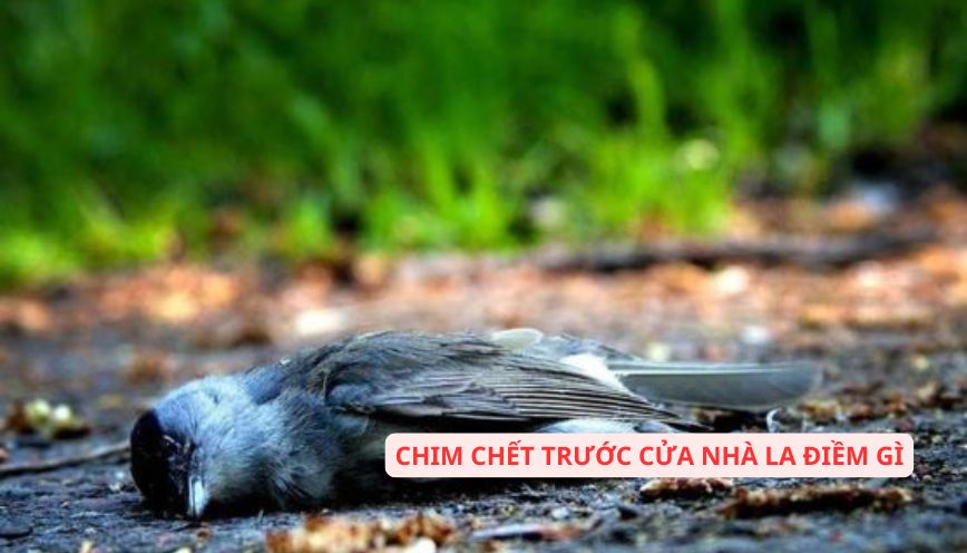 Hiện tượng chim chết trước cửa nhà la điềm gì?