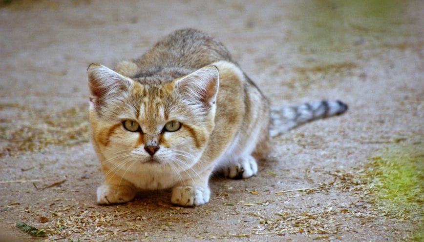 Hiện tượng này thường mang điềm xấu ảnh hưởng tài vận