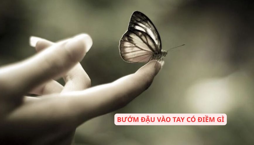 Khám phá hiện tượng bướm đậu vào tay có điềm gì?