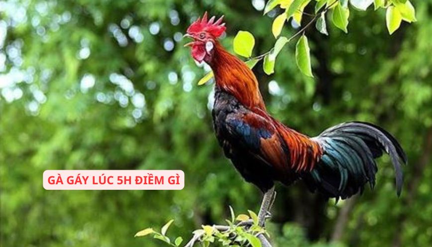 Khám phá hiện tượng gà gáy lúc 5h chiều la điềm gì?