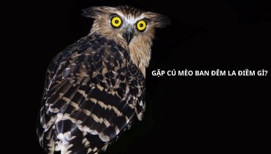 Khám phá hiện tượng tâm linh gặp cú mèo ban đêm la điềm gì?