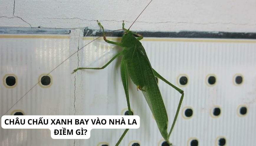 Khám phá ý nghĩa tâm linh châu chấu xanh bay vào nhà là điềm gì?