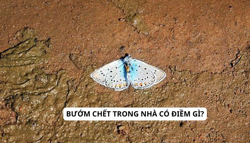 Ý nghĩa hiện tượng bướm chết trong nhà có điềm gì?