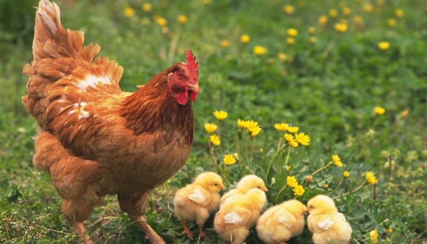 Quan niệm dân gian cho rằng gà mái gáy là điềm xui
