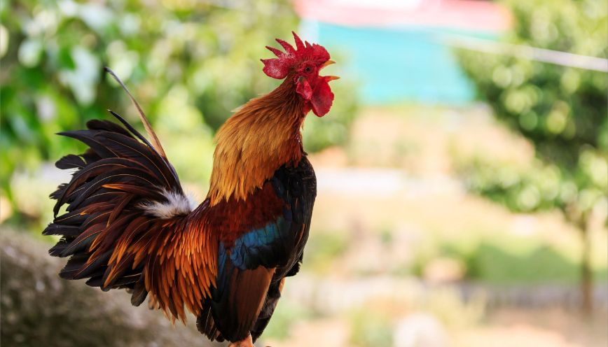 Số tiếng gáy cũng có nhiều ý nghĩa nhất định về điềm báo tương lai