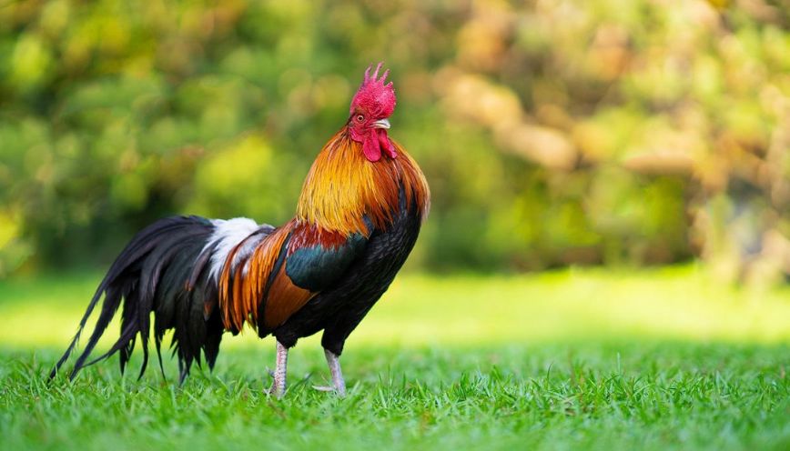 Thấy gà gáy lúc 6h thì đây là điềm báo đáng chú ý