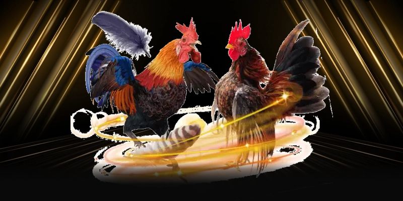 Đá gà cựa sắt - Mức trả thưởng cực hấp dẫn tại 98win