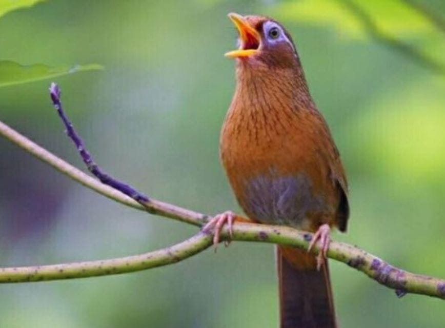 Tùy thuộc vào loài chim hót trước nhà mà điềm báo sẽ khác nhau