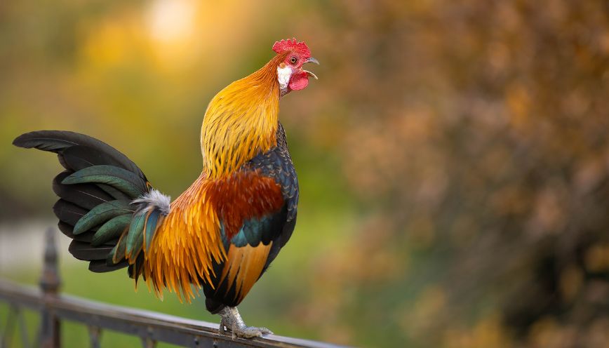 Vì chu kỳ ngủ mà thời gian gà gáy sẽ khác nhau
