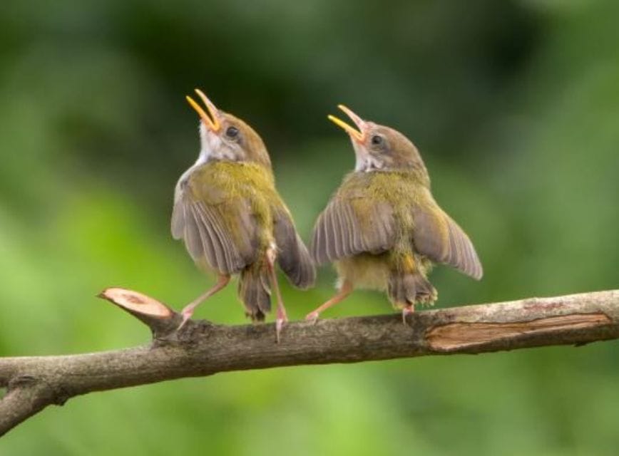 Ý nghĩa chung của chim hót trước nhà điềm gì?