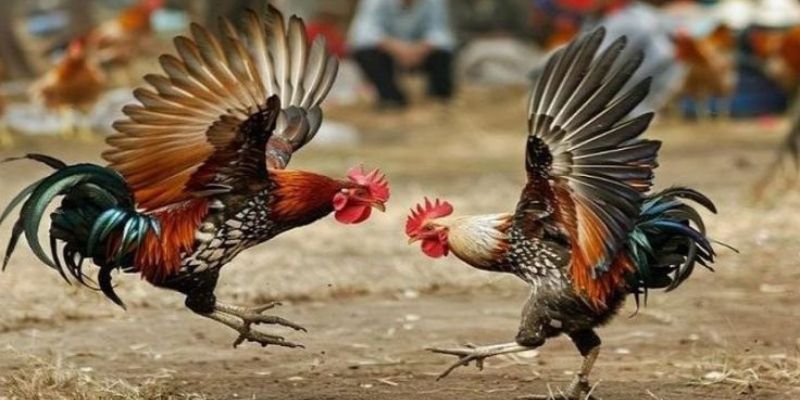 Sức “hút” của đá gà tre vty57 sao lại lớn như thế?