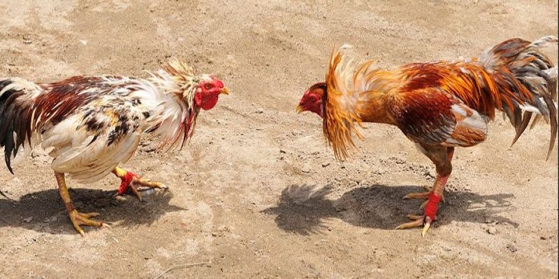 Tổng hợp các hình thức cá cược nổi bật tại vty57