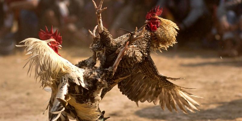 Luật lệ chơi game chi tiết cho bet thủ
