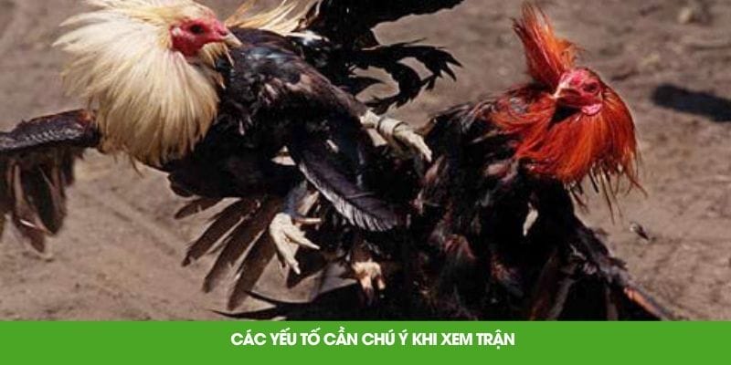Các yếu tố cần chú ý khi xem trận