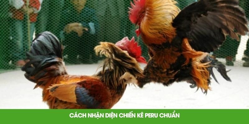 Cách nhận diện chiến kê peru chuẩn