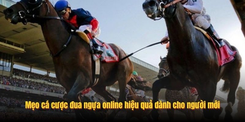 Mẹo cá cược đua ngựa online hiệu quả dành cho người mới