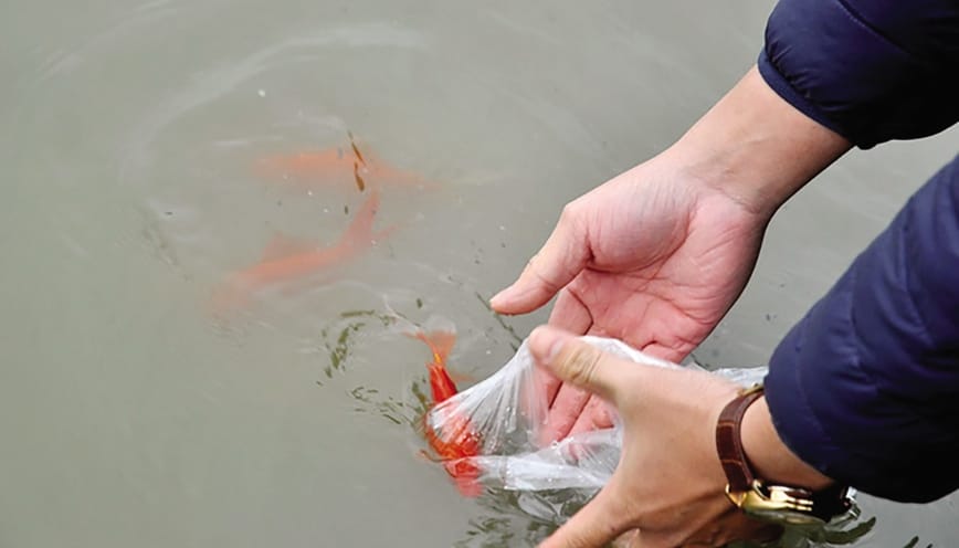Cần chú ý thả cá đúng cách gần mặt nước sông sạch