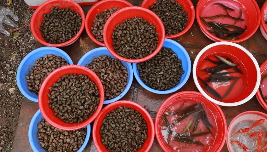 Mẫu bài khấn phóng sinh ốc số 1