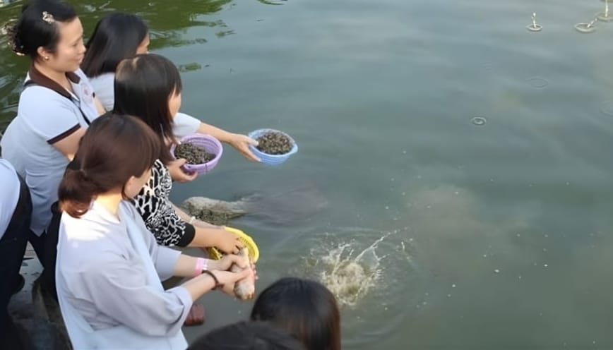 Tác động của phóng sinh đến nhân quả