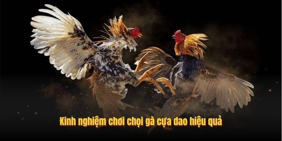 Kinh nghiệm chơi chọi gà cựa dao hiệu quả