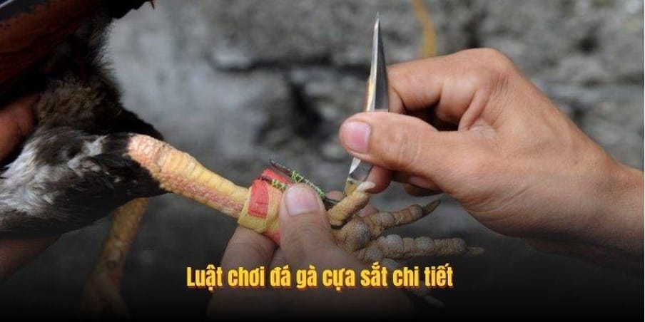 Luật chơi đá gà cựa sắt chi tiết