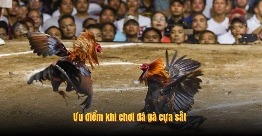 Ưu điểm khi chơi đá gà cựa sắt
