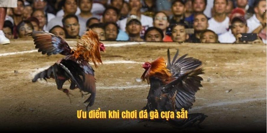 Ưu điểm khi chơi đá gà cựa sắt