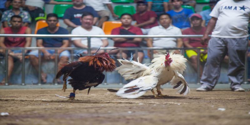 Người chơi luôn đánh giá trải nghiệm đá gà Nohu90 rất tích cực